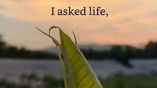 Life quotes status