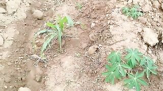 Plantando macaxeira e milho