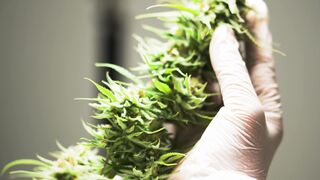 CANNABIS 166