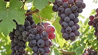 Nature Reborn-lifecycle of Grapes
