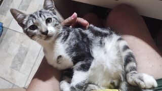 Gato mais fofo