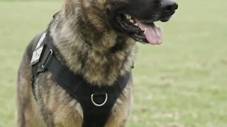 Cão em treinamento