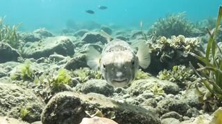 Pufferfish, Lionfish & Electric Ray | Incredible Underwater Wildlife