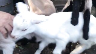 Feira de cabrito 6