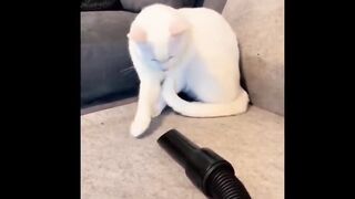 funny cat part 3
