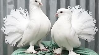Pombos
