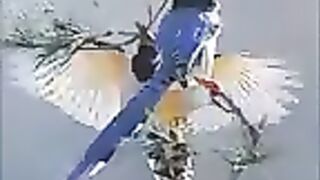 Parendon ki Video 2