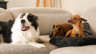 Dogs that get along well with children
