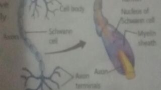 Model of neuron
