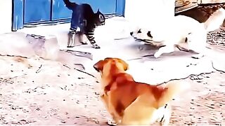 When Anime Memes Meet Real Life Fighting Skills