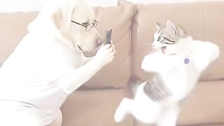 Beautiful cats and dogs funny video description and SEO