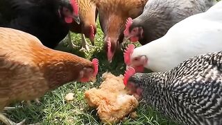 The hens eating chicken