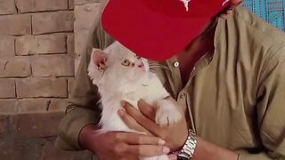 My cat 22
