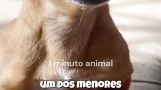 1 Minuto Animal - O Menor e Mais Bravo Cão do Mundo