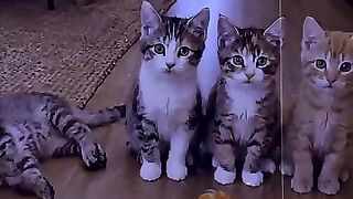 Cute cat acting