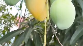 ​Tree-Ripened vs. Store-Bought Mangoes: What's the Difference?