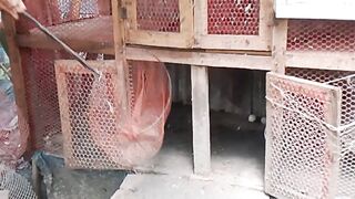হাঁসের ডিম