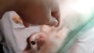 Cherry the cat