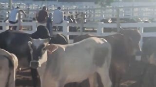 Feira 02