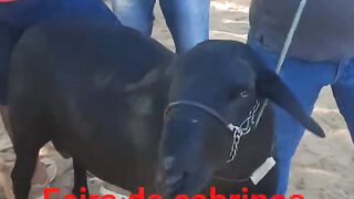 Feira de cabrito 04