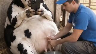 Le lait .