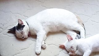 Brisa and Salém