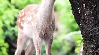 Animal 90