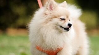 DOGGY FUNNY 2