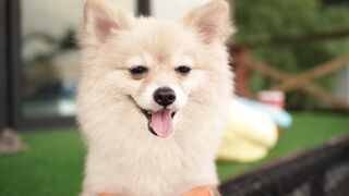 DOGGY FUNNY 3