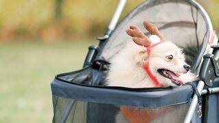 DOGGY FUNNY