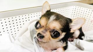PUPPY PLAYING 3