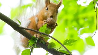 squirrel-on-a-branch