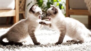 Adorable Kittens Playing Together