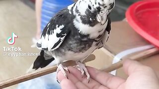 Beautiful Parrot 4