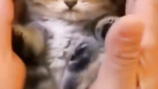 Funny cat's and cute cats