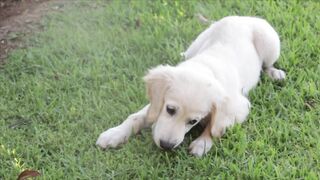 FUNNY DOG 1