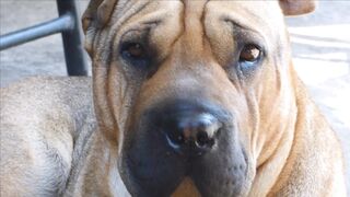 FUNNY DOG 12