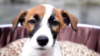 FUNNY DOG 13