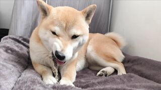 FUNNY DOG 16