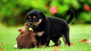 FUNNY DOG 101