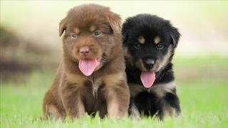FUNNY DOG 102