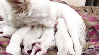 FUNNY DOG 160