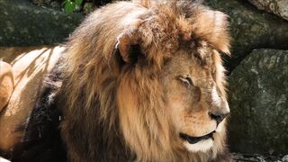 LION 16661