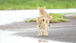 LITLE LION 16662