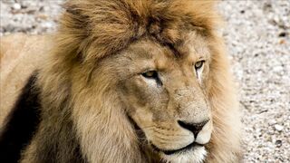 LION 16669