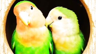Love — A Beautiful Little Home, Two Hearts