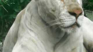 LION KING OF JUNGLE
