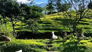 Dack alam