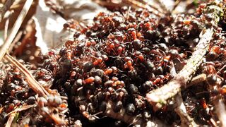 RED ANT
