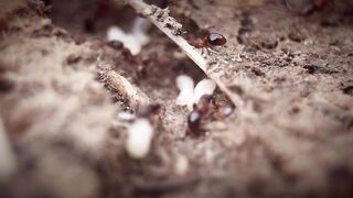 RED ANT 2